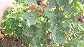 БЛЕК ДЖЕМ ЛЕТНИЙ ЦИКЛ часть 4