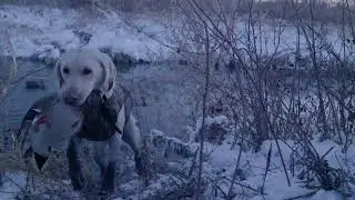 Duck Hunting Montana - Close & Personal