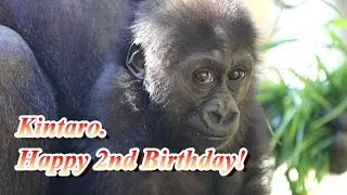 Kintaro's second birthday. Happy birthday.　Japan Kyoto Gorilla Family