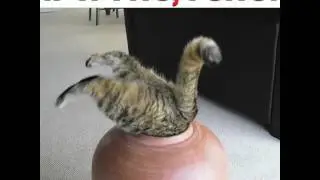 Кошки, коробки, банки... Лучшие приколы