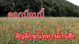 ทุ่งดอกป็อบปี้ ในเยอรมัน  🇩🇪🇩🇪 / ดอกไม้อนุสรณ์แห่งวีรกรรมของทหารผ่านศึก #ดอกป็อบปี้