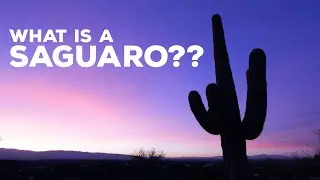 What is a Saguaro?