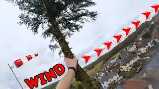 Removing A Windy Conifer Top