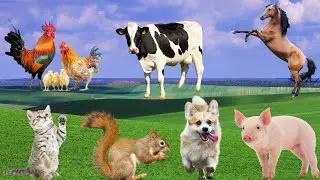 Animal Habits - Rooster, Cat, Cow, Pig, Dog, Horse