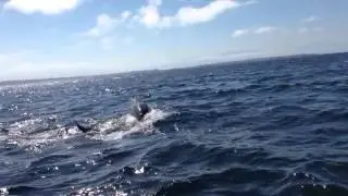 Delfines isla dama