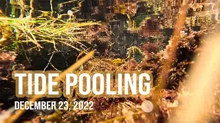 Tidepooling during King Tide