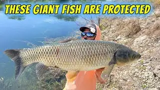 GIANT PROTECTED FISH