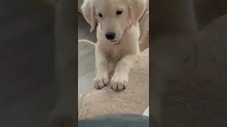 Собачьи бои🤣 #мамалена #собакалаки #собака #dog