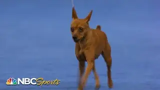 National Dog Show 2023: Toy Group (Full Judging) | NBC Sports