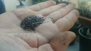 LAVANTA TOHUMU EN KOLAY ŞEKİLDE NASIL ÇİMLENDİRİLİR.
