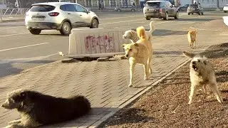 Стая бездомных собак разгуливает в центре Самары