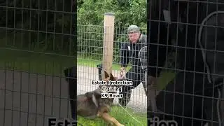 Guard Dog Training - Shield K9 Dog Sales