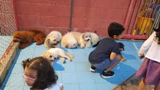 anjing yang kecil lucu banget, vlog jalan-jalan