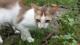 Cat eating grass