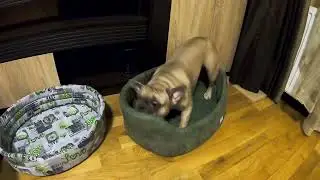 Эту реакцию надо видеть! Новые лежанки для наших собак!