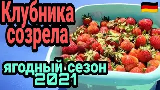КЛУБНИКА  СОЗРЕЛА/ Ягодный сезон 2021 в разгаре / Германия /Поздние переселенцы
