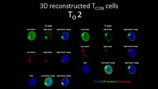 Cellular architecture shapes the naïve T cell response