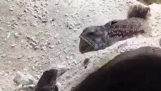 Iran vs Israel War