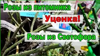 ПОЛУЧИЛА РОЗЫ/ВПЕРВЫЕ ЗАКАЗАЛА УЦЕНКУ/НЕ В ВОСТОРГЕ