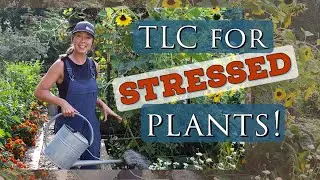 Help for Summer Stressed Plants