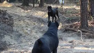 Cane Corso’s Stalk Each Other