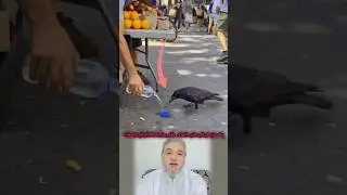 حين تعجز الكلمات تتحدث الحاجة وحين تحضر الرحمة يفهم القلب ما لا يقال 🐦‍⬛💧🤍 