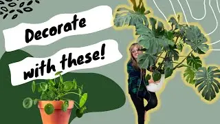 Best Houseplants for Decorating in 2022 (and they're low maintenance!)