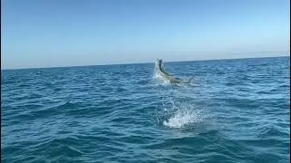 Tarpon Jump