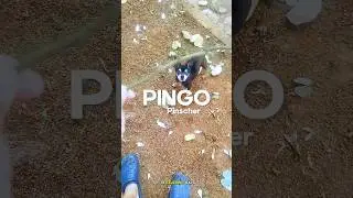 Pinscher Pingo🐶#pinscher #cachorro #dog #engraçado #memes  #brasil #cão #pets #brincar #shortsviral