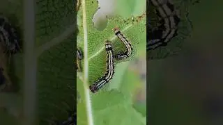 JANGAN DITONTON !!! Ini Ulat Bulu !!! #insects #ulat #macro