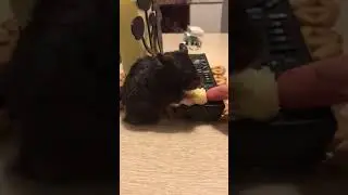 Мой хома #2