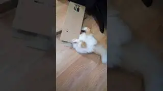 КОТ В ЗАСАДЕ😼