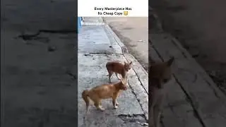 reincarnated as cat. #highlights #funny #cat #dance #sideflip #reincarnation #nextlife #tumbling