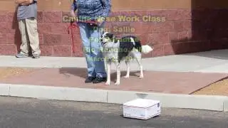 170325 Canine Nose Work Class