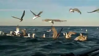 Баренцево море - Кормим бакланов после рыбалки.