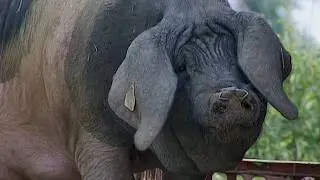 Adieu veaux, vaches, cochons : que sont devenues les races disparues ?