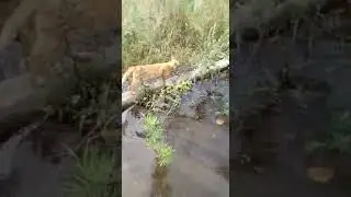 Брошенные животные на острове Большой Уссурийский — 2