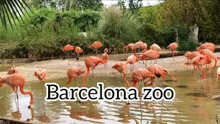 De Barcelona Zoo|| Spain || A day at Barcelona Zoo