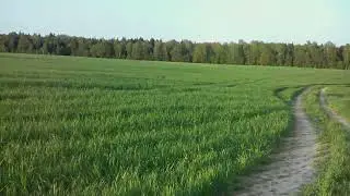 Кривское поле Обнинск 2023