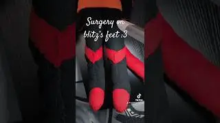 No blitz’s we’re harmed in this video he is healthy and healing in bed 🥰 #edit #foryou #blitzo