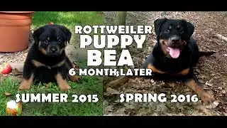 Rottweiler Puppy Bea - 6 Months Later