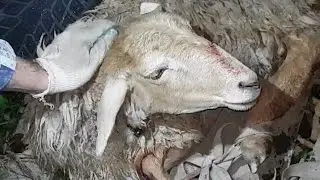 БАРАН ВЫРУБИЛ САМ СЕБЯ....(овца поранилась сильно
