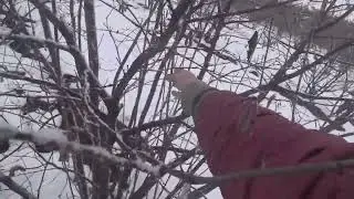 Зимняя подрезка фундука