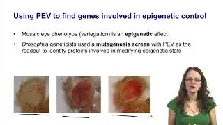 3.12 Lessons from the fly - position effect variegation and screening for epigenetic modifiers -