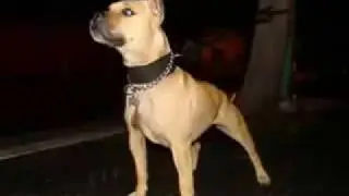 Питбуль . Лев в собачьей шкуре.Pitbull. Leo the dog's skin.