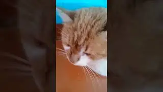 Мой кот Обожрался пельмени