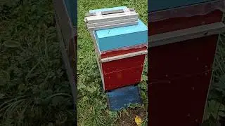 Клеща рубят,пчелы летят...