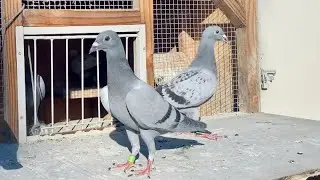 Almost There! Racing Pigeons Getting Familiar with Their Area