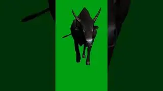 animal green screen video 