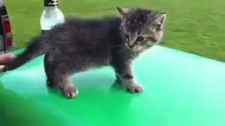 котенок прикол смех до слез мило малыш падение исп